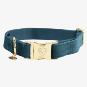 COLLIER CHIEN VELVET KENTUCKY