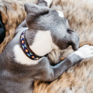 COLLIER CHIEN KENTUCKY PERLES